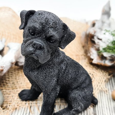 Собака Боксер M